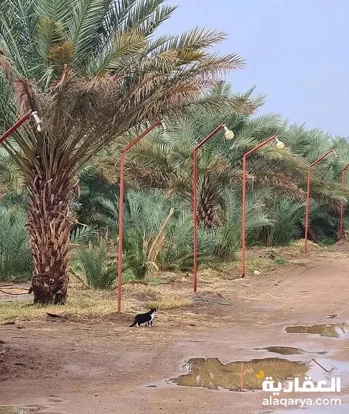 #مزرعة للبيع في المدينة (المليليح) على الشارع الرئيسي