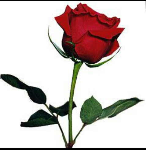 للايجار شقه بالشهداء الشماليه بالطائف